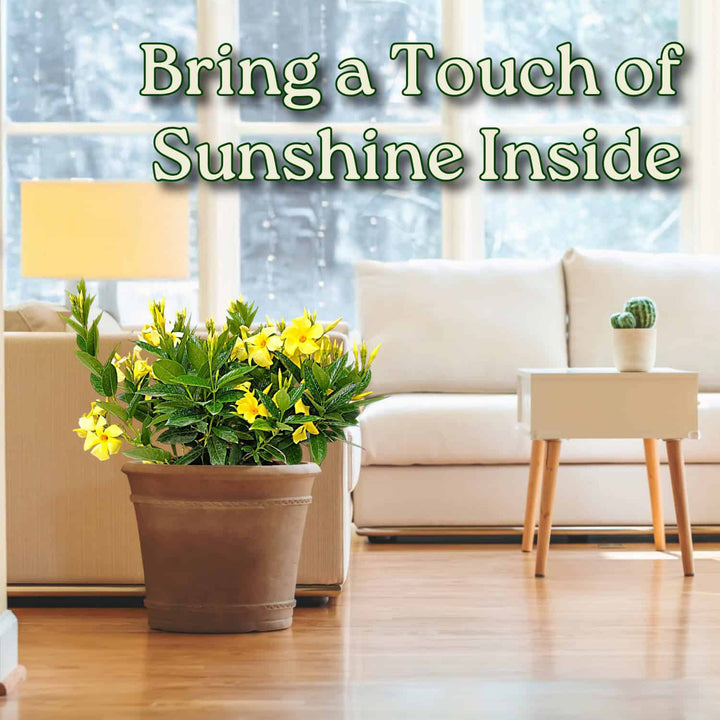 large yellow dipladenia bush blooming inside a home #size_3-gallon