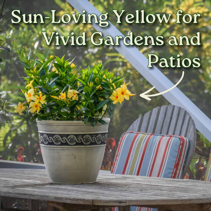 yellow dipladenia bush on a wooden patio outdoor table #size_3-gallon