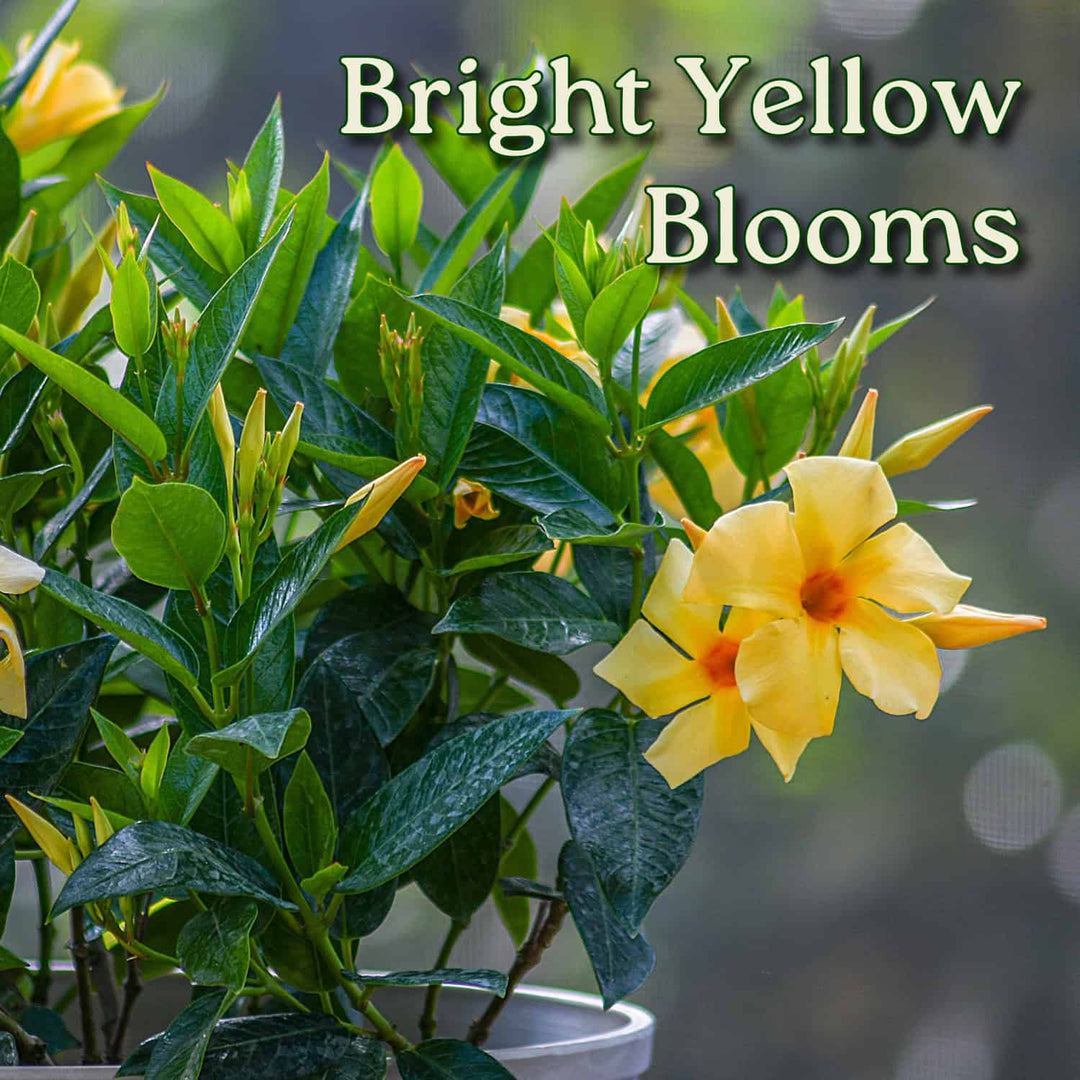 yellow dipladenia flowers #size_3-gallon