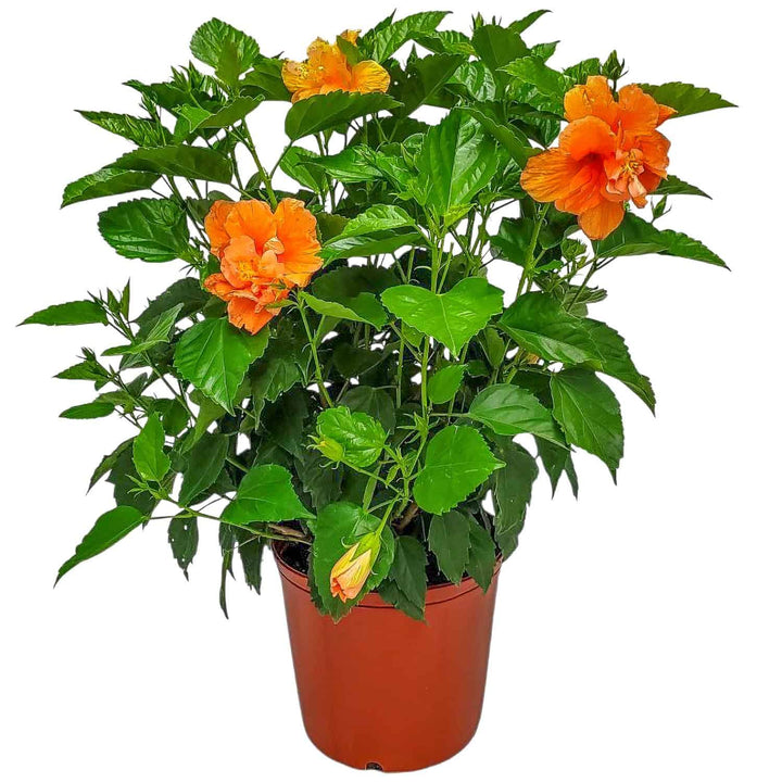 double peach hibiscus bush for sale #size_3-gallon
