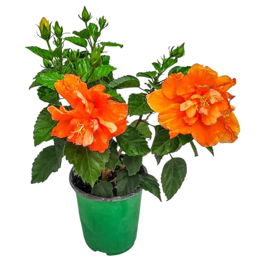 Double Peach Hibiscus Bush for Sale