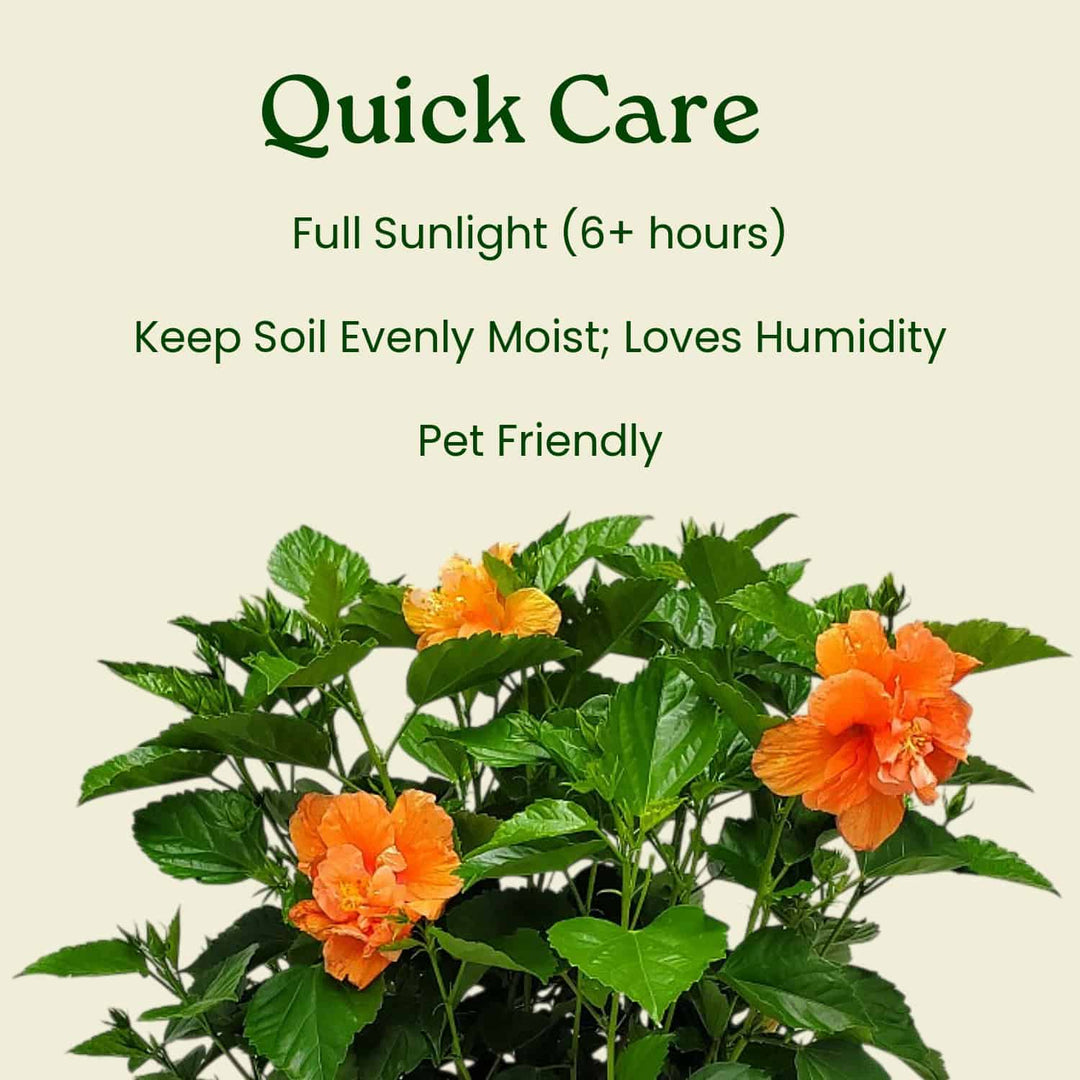 Orange flowering plant with care instructions on a beige background #size_3-gallon