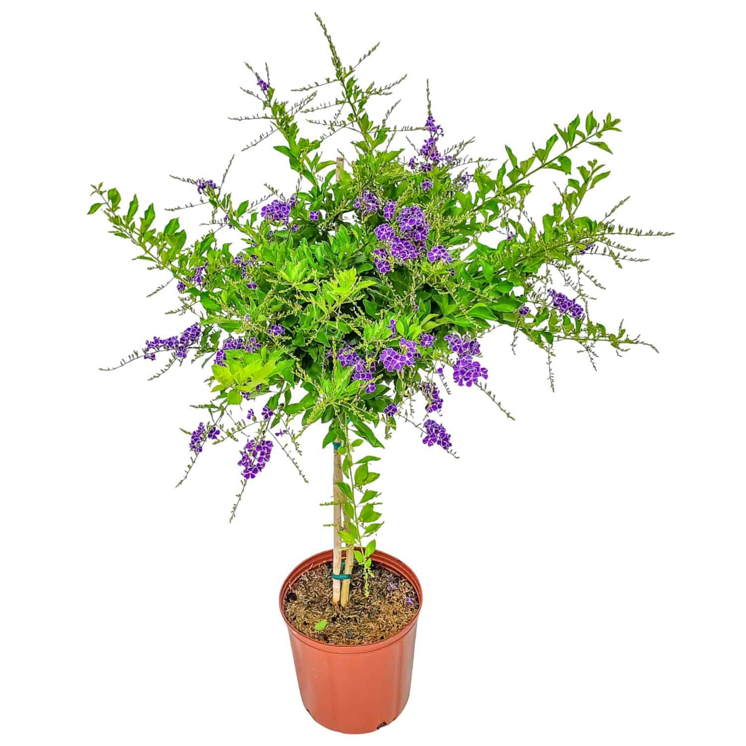Duranta Sapphire Showers Sapphire Showers Duranta Tree for Sale | Duranta erecta Patio Tree