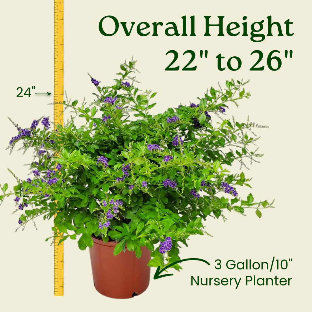 Duranta Erecta Bush