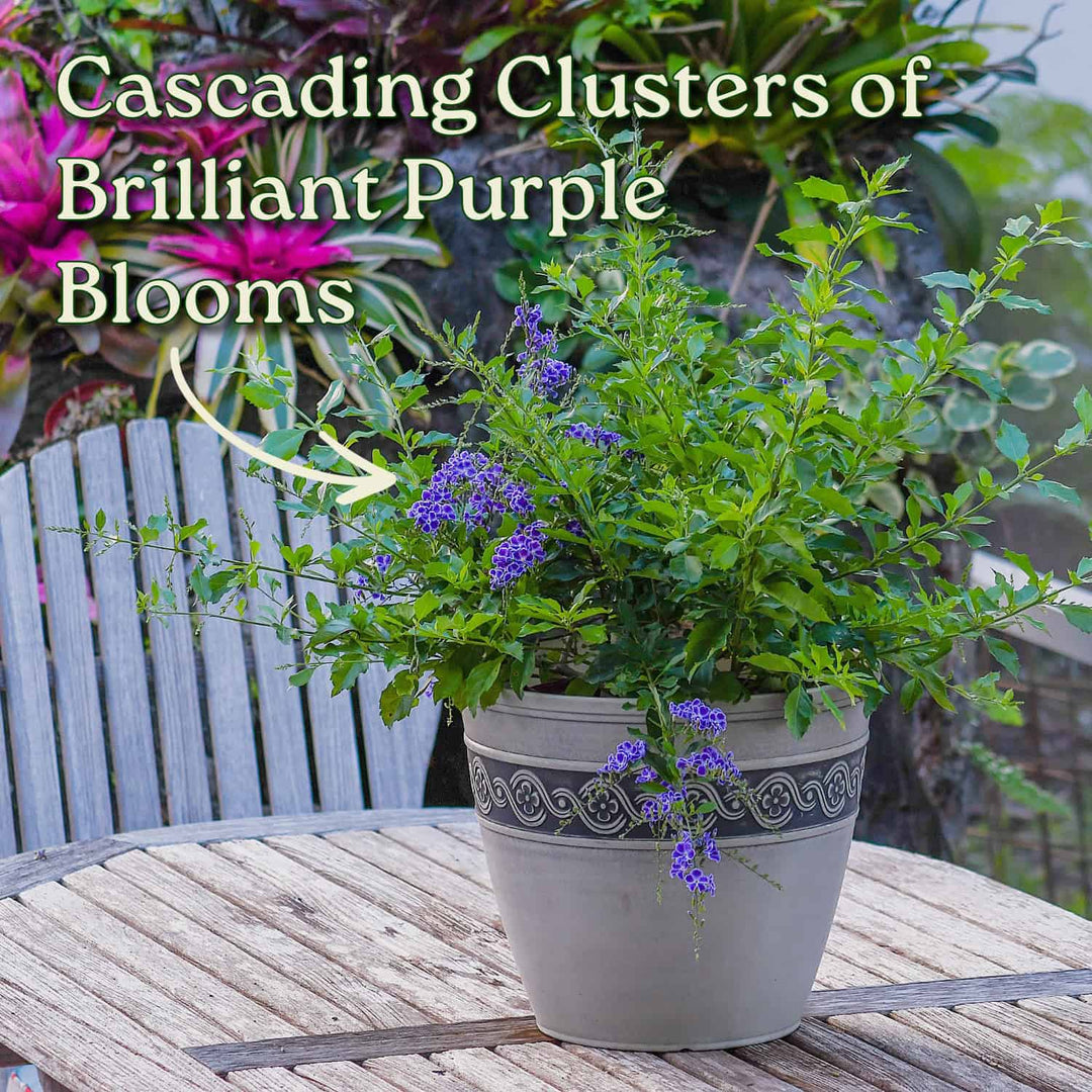duranta plant in pot Duranta Erecta Bush