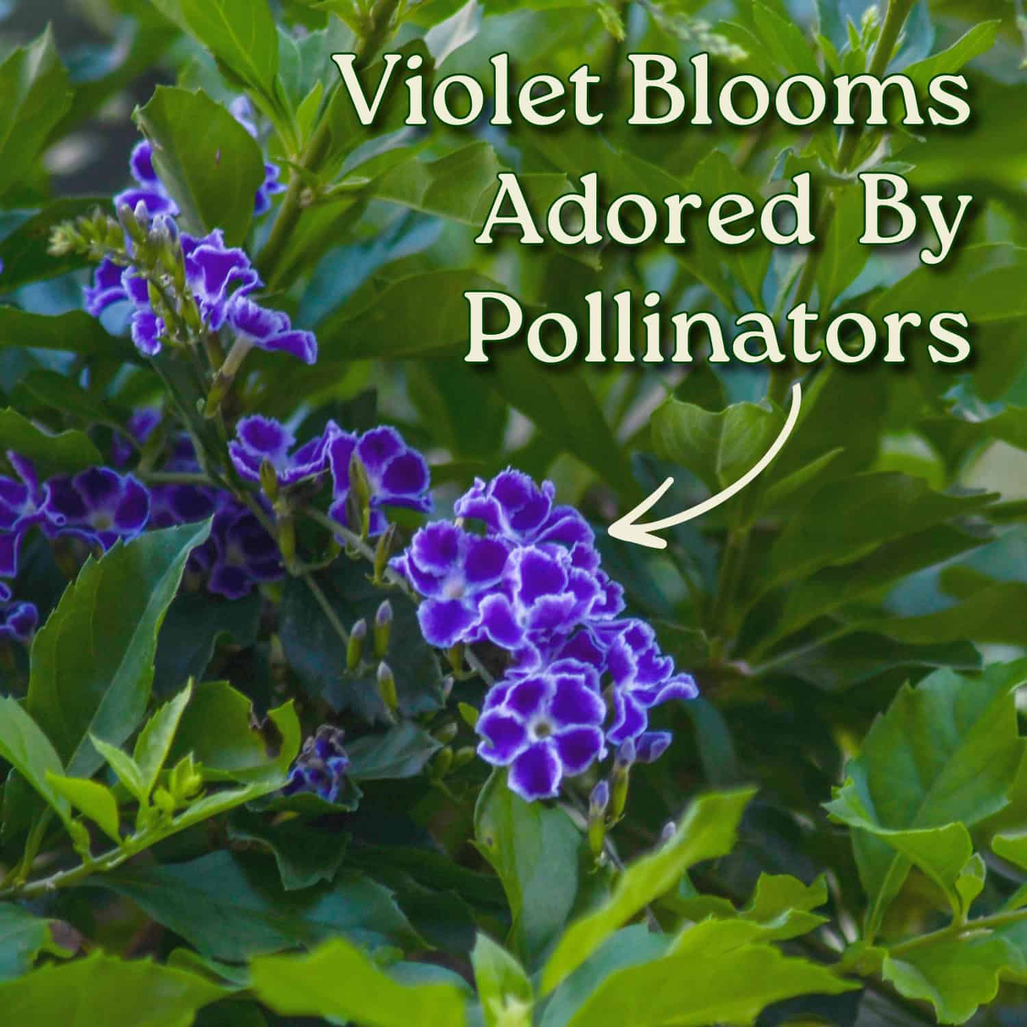 Duranta Sapphire Showers Plant | Tropical Plants of Florida