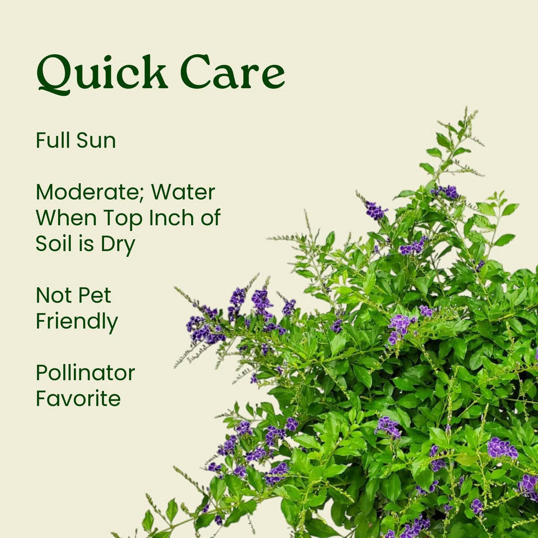 Duranta Erecta Bush