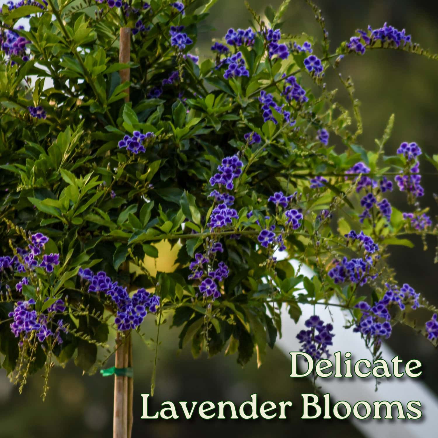 WACKOMARIA DORMEUIL ダークパープル　XL Shoal Creek Vitex - Twin Oaks Nursery & Supply