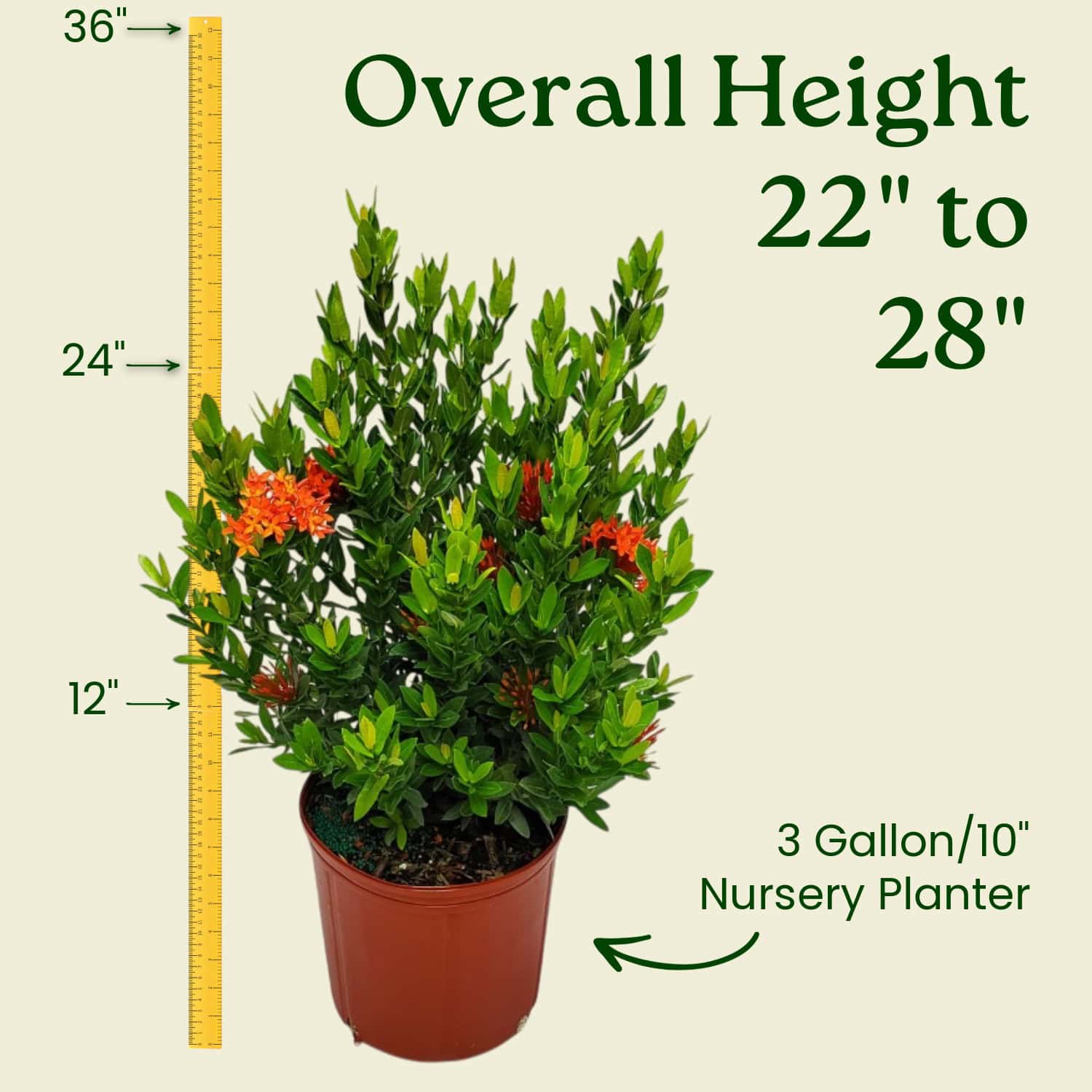 Dwarf Taiwanese Ixora Red for Sale | Compact 3-Gallon Flowering