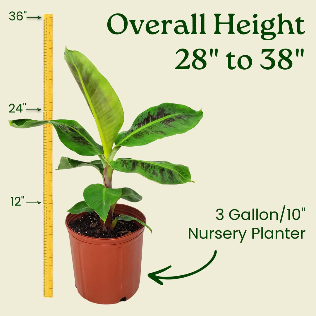 buy indoor banana plant Dwarf Cavendish Banana Plant for Sale