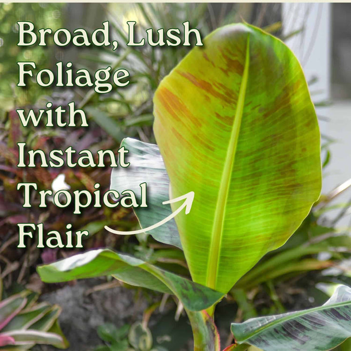 Cavendish Banana Tree