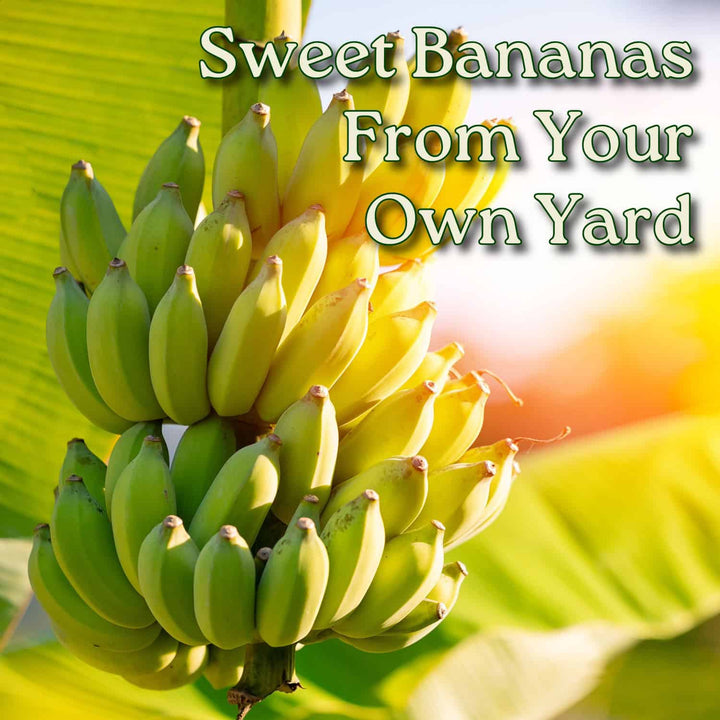 Cavendish Banana Tree