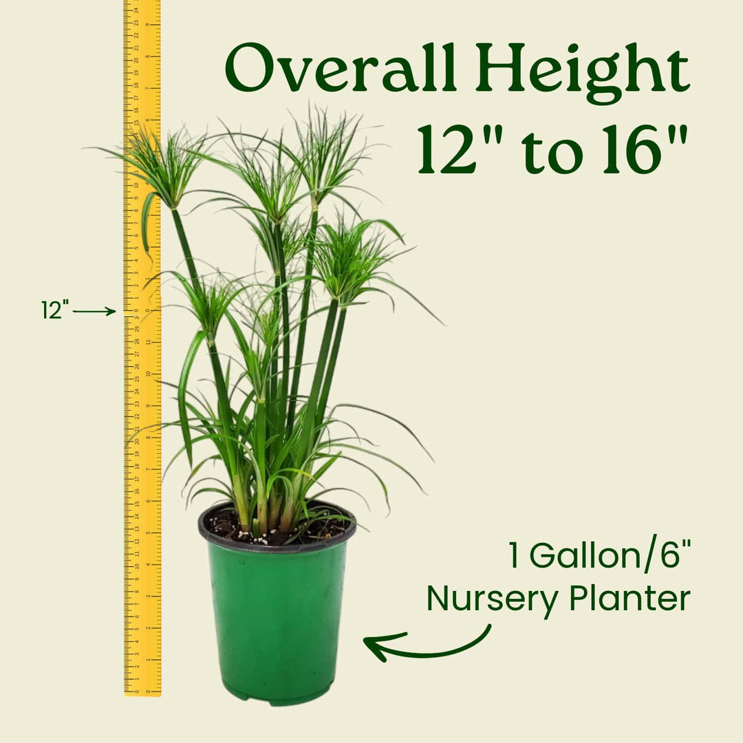 papyrus plant pot Dwarf Papyrus Plant