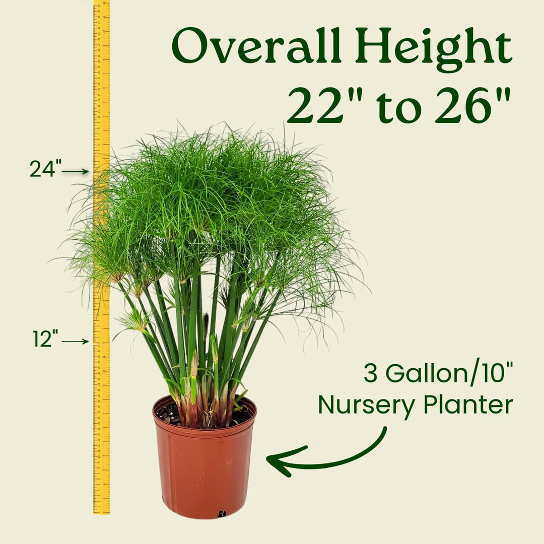 papyrus plant indoor care Dwarf Papyrus Plant