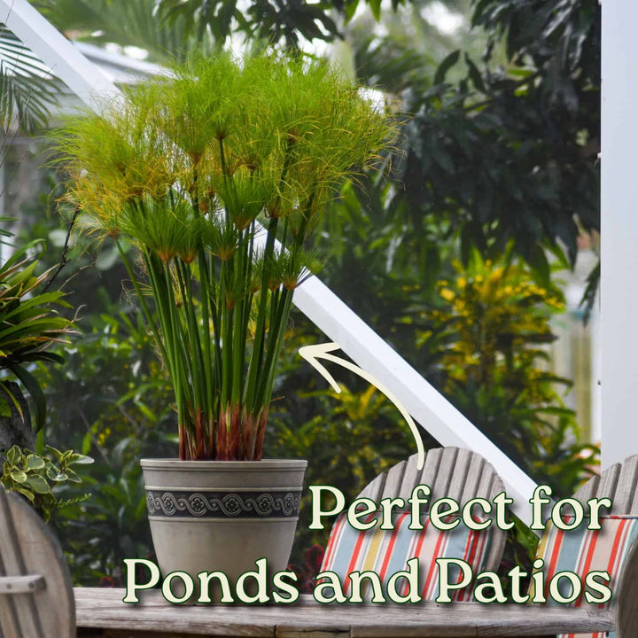 papyrus plant pot Dwarf Papyrus Plant