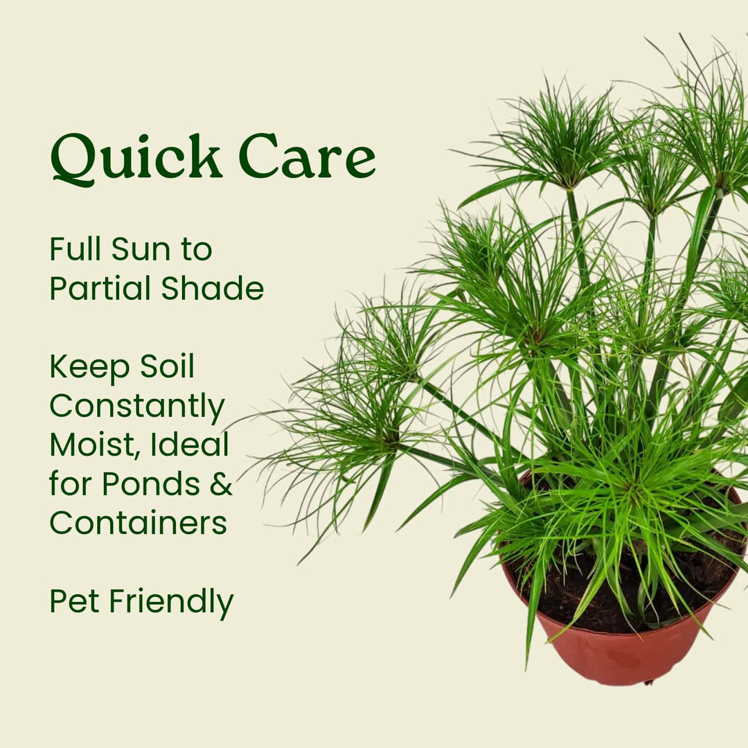 papyrus plant care indoors Dwarf Papyrus Plant