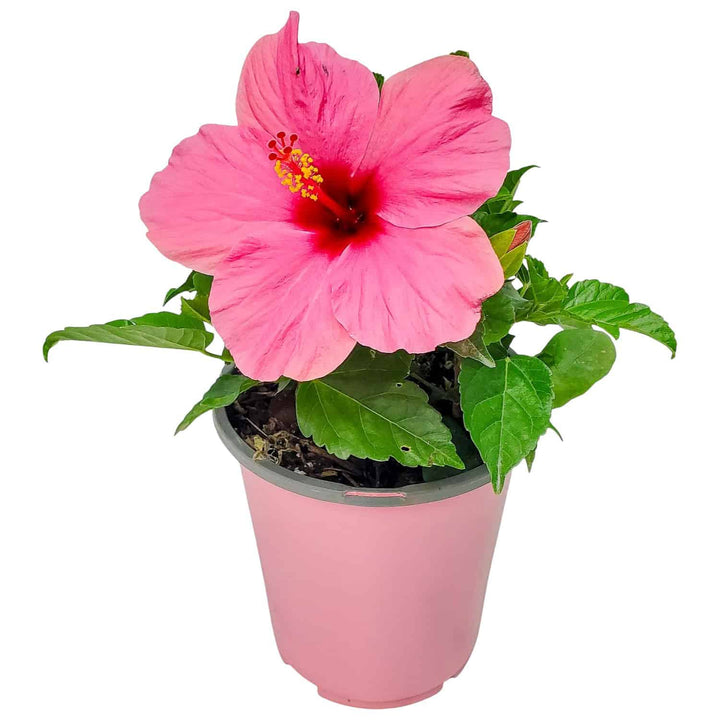 yoder pink hibiscus for sale #size_1-gallon