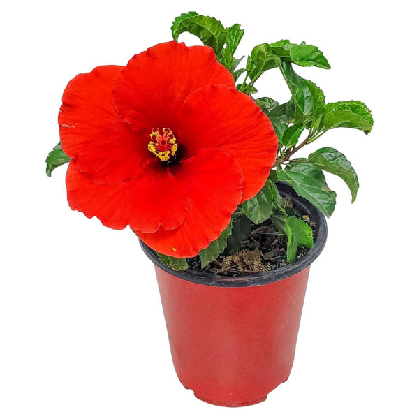 yoder red hibiscus for sale #size_1-gallon