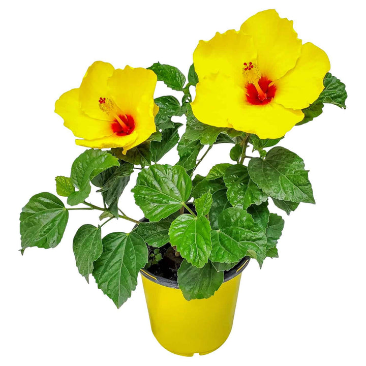 yoder yellow hibiscus for sale #size_1-gallon