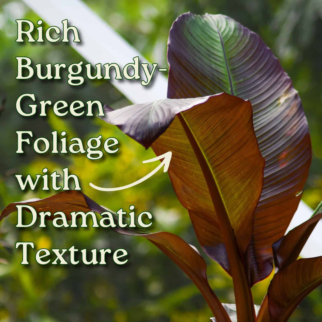 red banana plant care indoor Red Abyssinian Banana Plant – Ensete Maurelii for Sale