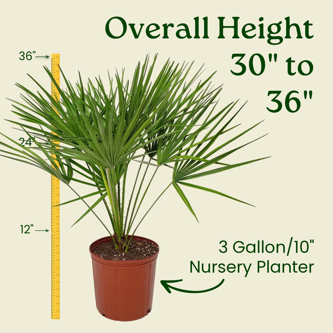 are fan palms toxic to cats European Fan Palm