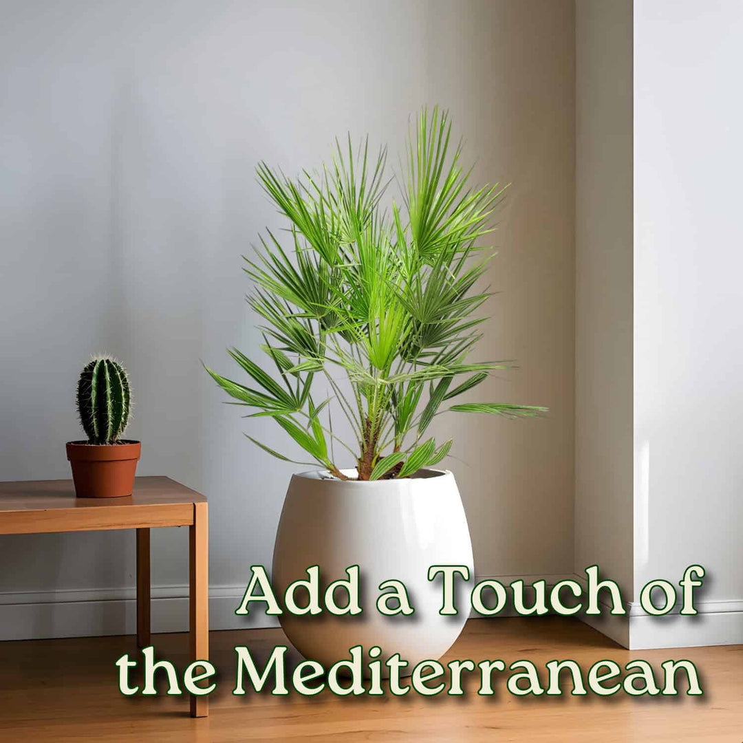 ruffled fan palm plant for sale European Fan Palm for Sale
