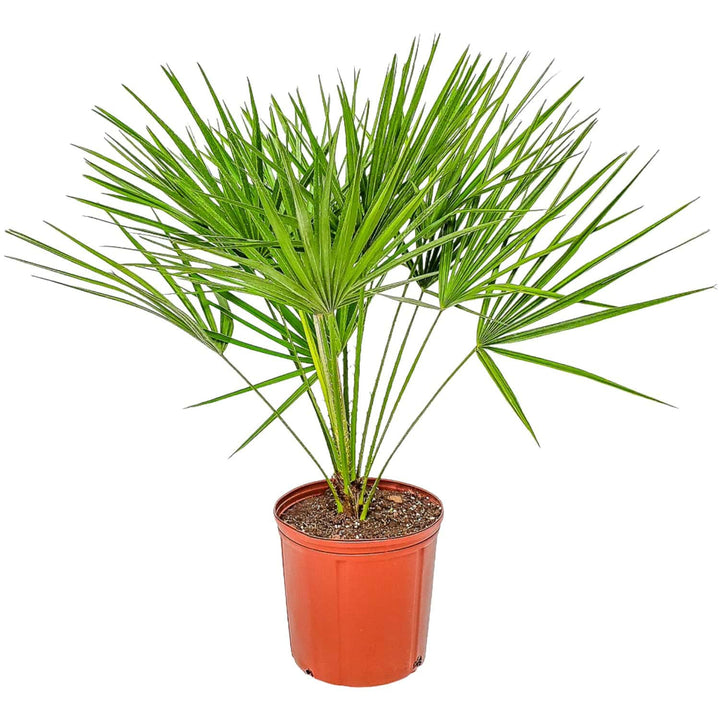 European Fan Palm