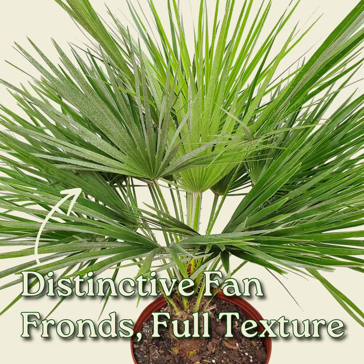 European Fan Palm
