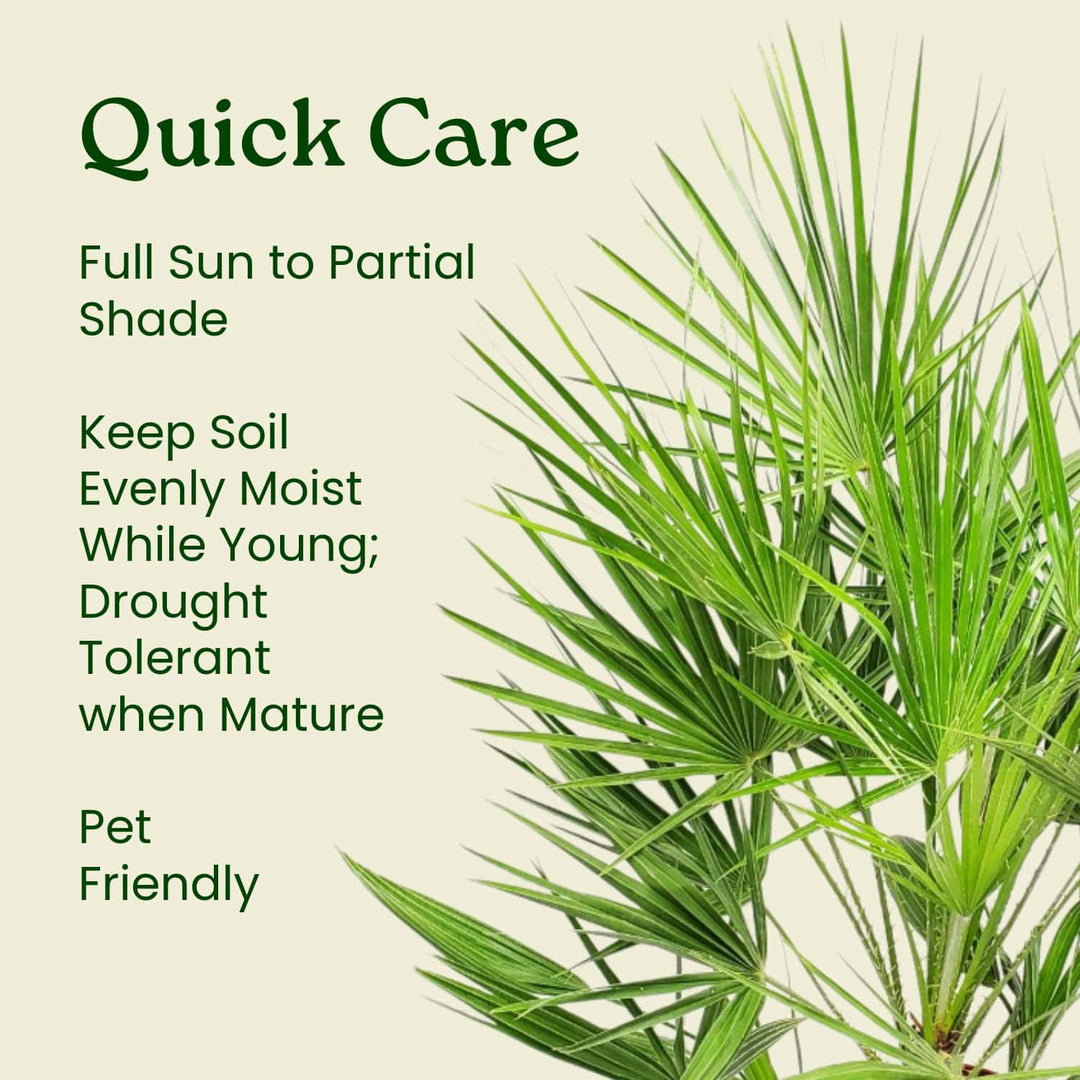 fan palm plant care European Fan Palm for Sale