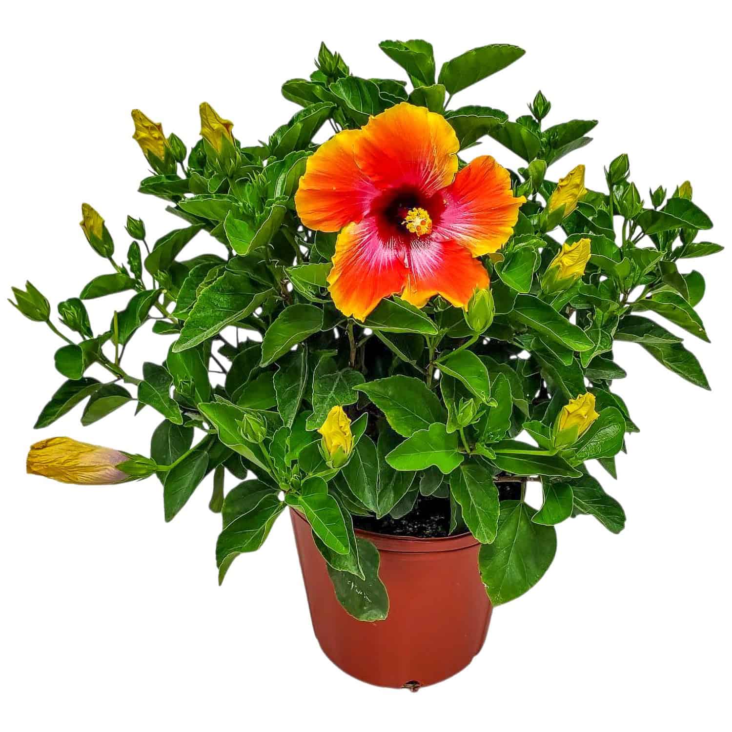 Tropical Plants of Florida Hibiscus Bush
