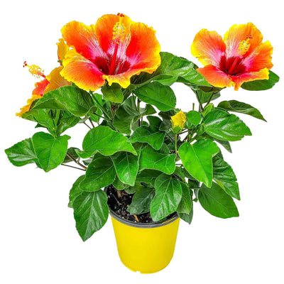 fiesta hibiscus for sale #size_1-gallon