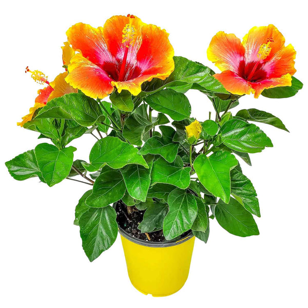 fiesta hibiscus for sale #size_1-gallon