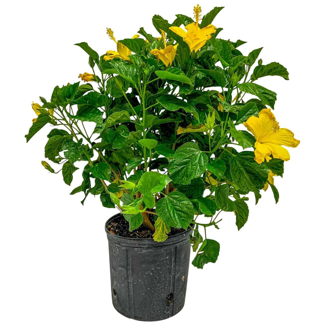 tropical yellow hibiscus bush for sale #size_3-gallon