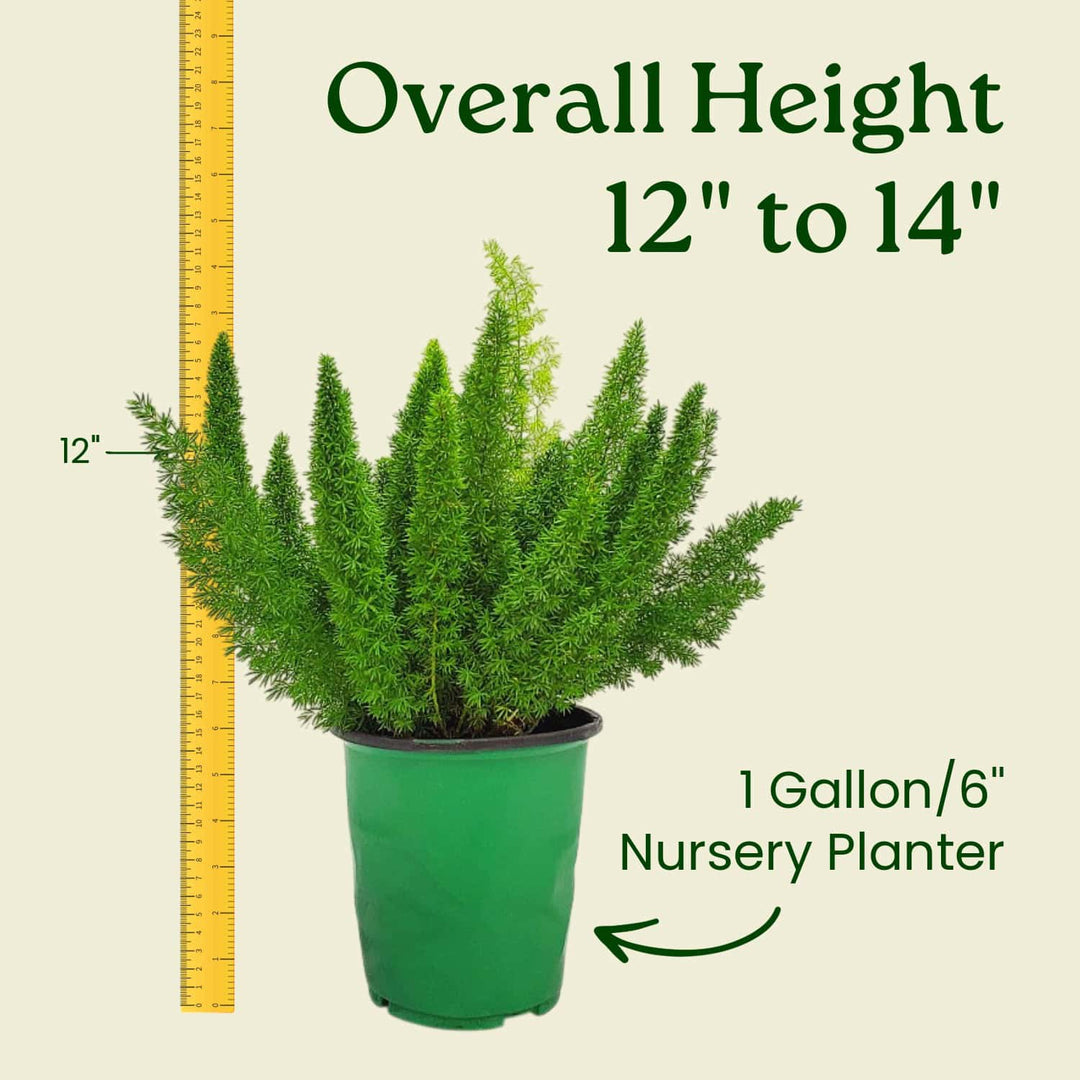 foxtail hanging plant Foxtail Fern for Sale