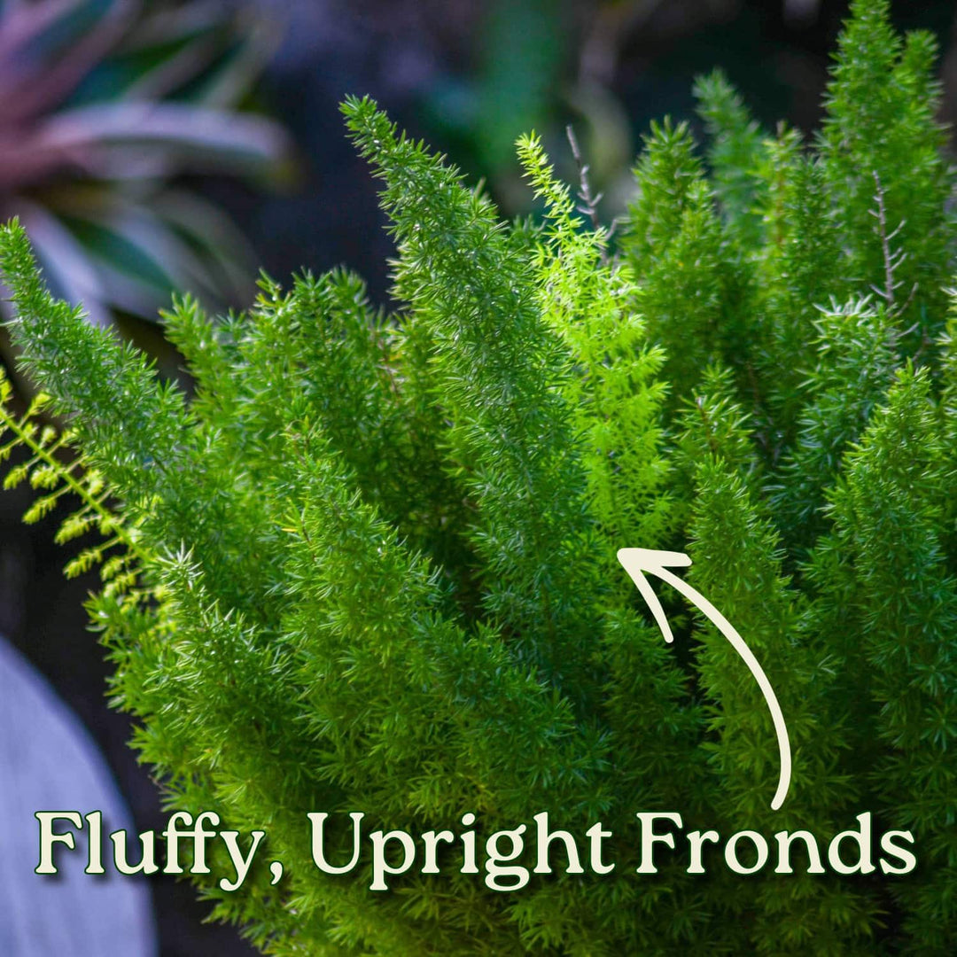 Green fern plant with fluffy, upright fronds and an arrow pointing to it. #size_1-gallon