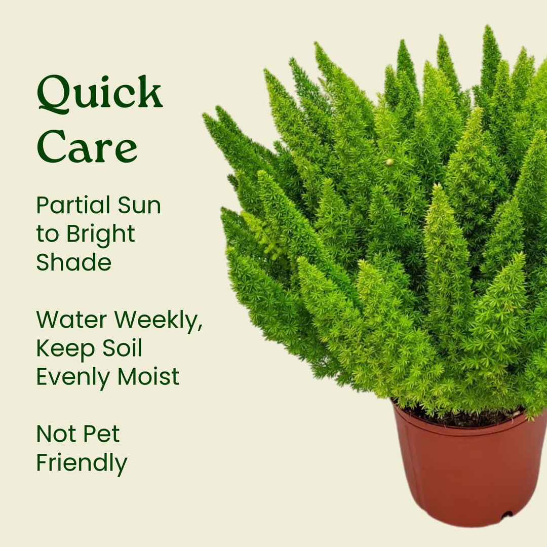 Potted plant with care instructions on a beige background #size_3-gallon