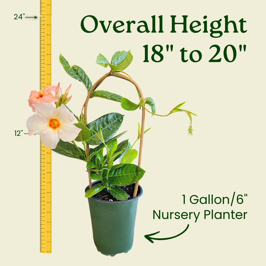 Potted plant with a height measurement and planter size label on a beige background #size_1-gallon