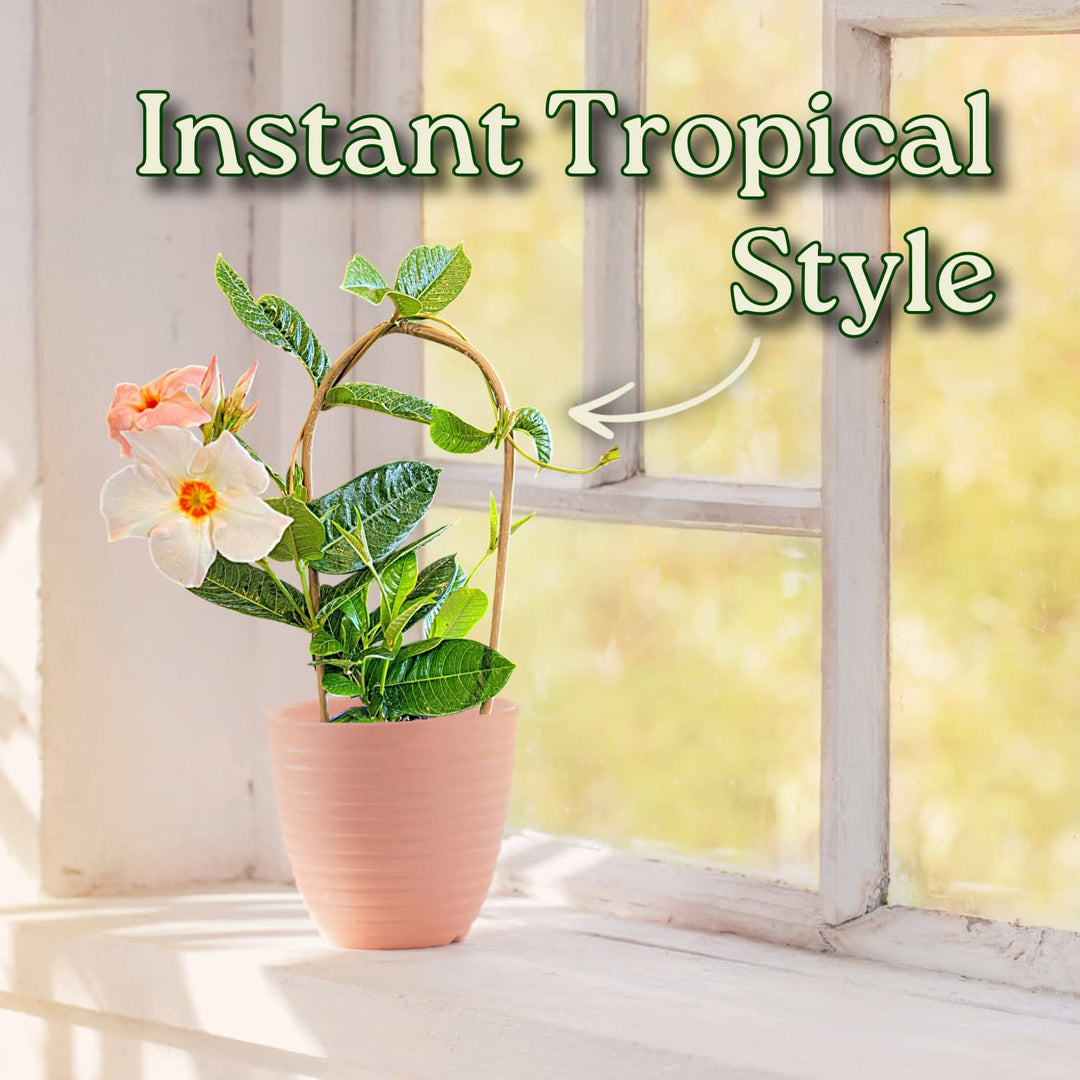 Potted plant with flowers on a windowsill with text 'Instant Tropical Style'. #size_1-gallon