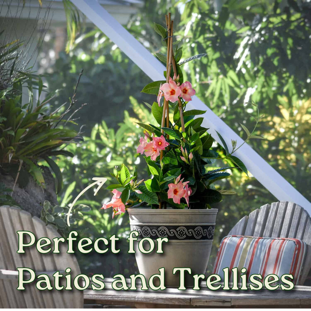 Potted plant with pink flowers on a patio with text 'Perfect for Patios and  Trellises'. #size_3-gallon