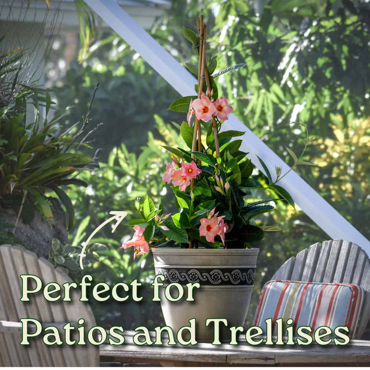 Potted plant with pink flowers on a patio with text 'Perfect for Patios and  Trellises'. #size_3-gallon