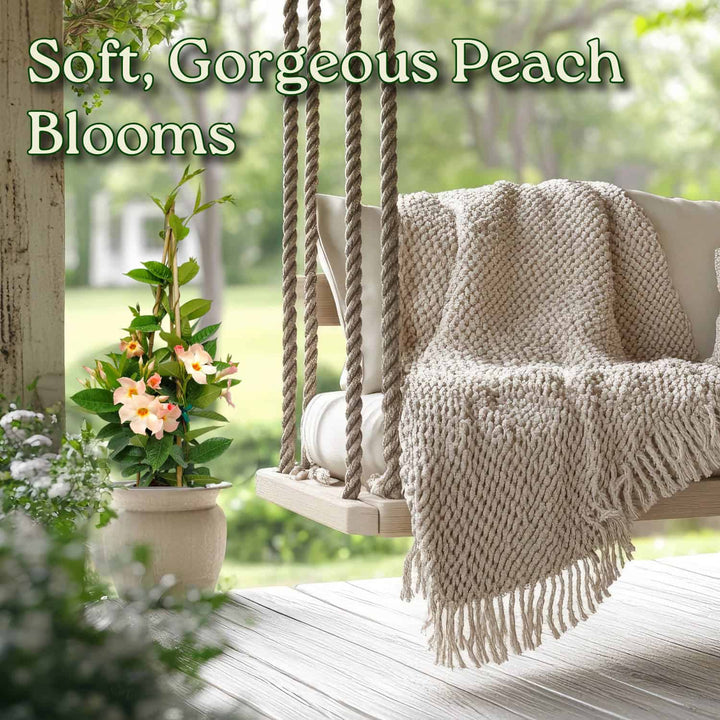 Peach blossoms on a wooden porch with a swing and blanket #size_3-gallon