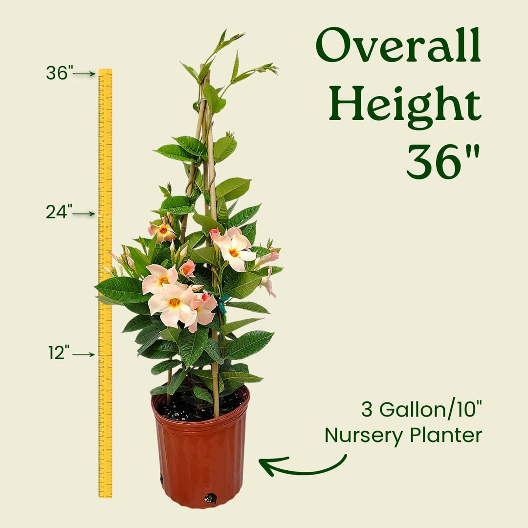 Potted plant with measurement details on a beige background #size_3-gallon