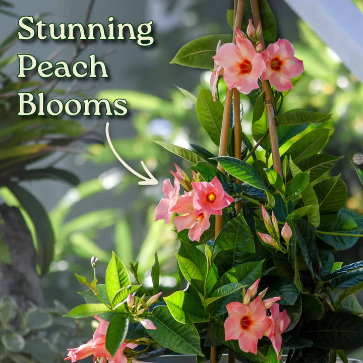 Pink flowers with green leaves and text 'Stunning Peach Blooms' on a blurred natural background #size_1-gallon