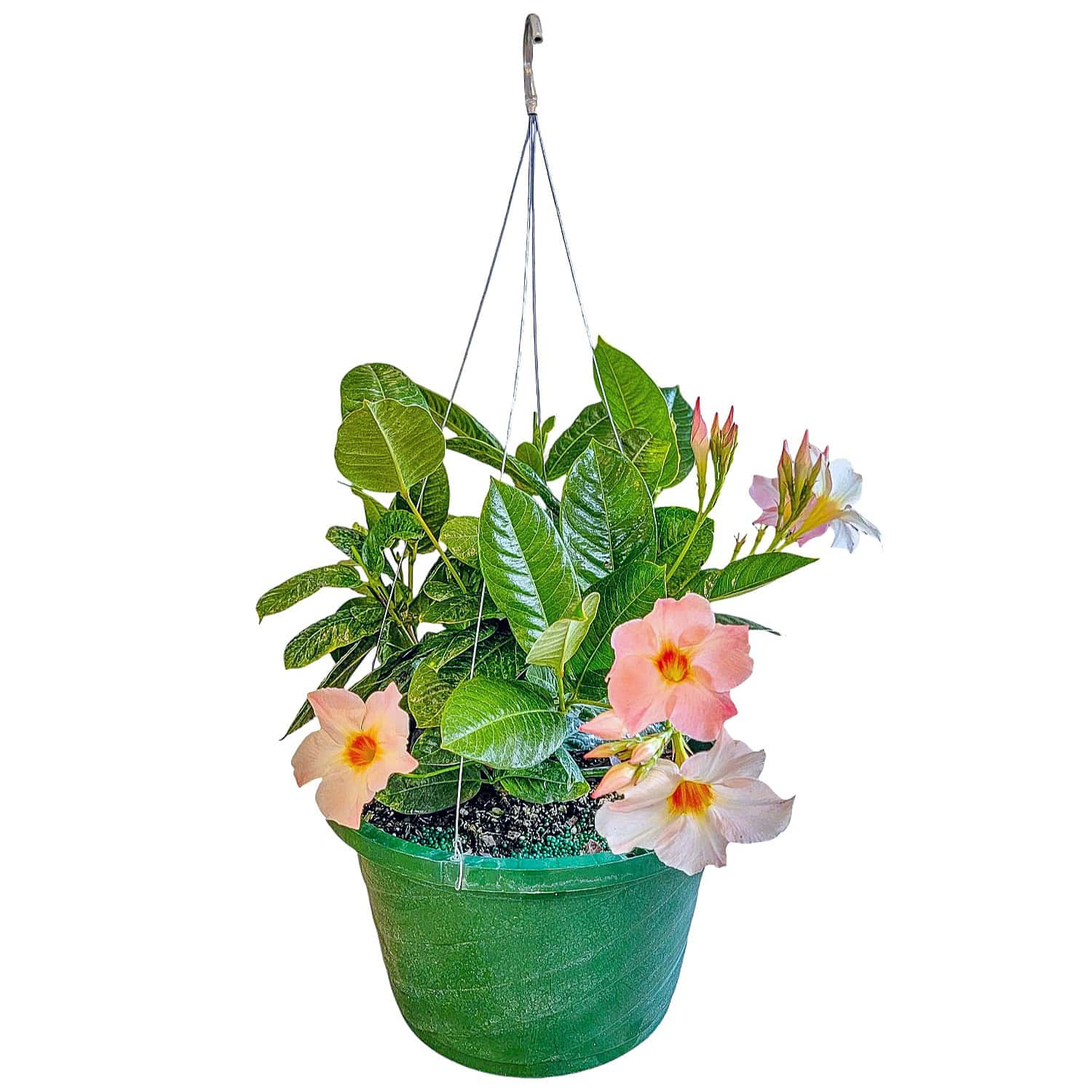 Giant Peach Mandevilla Hanging Basket for Sale | Rare Blooms