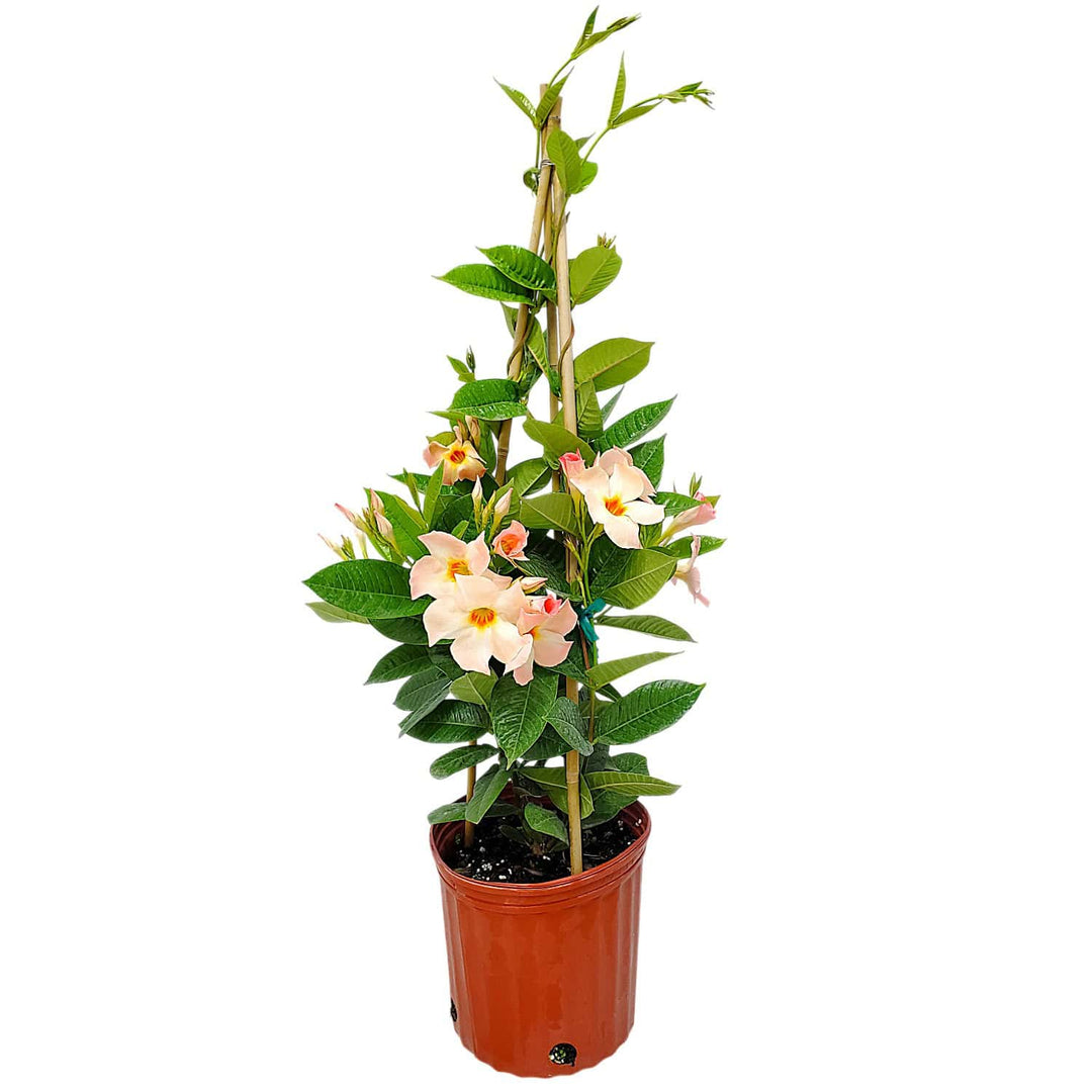 giant peach mandevilla vine for sale #size_3-gallon