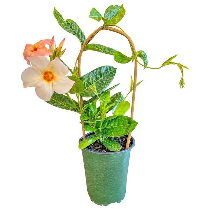 giant peach mandevilla for sale #size_1-gallon