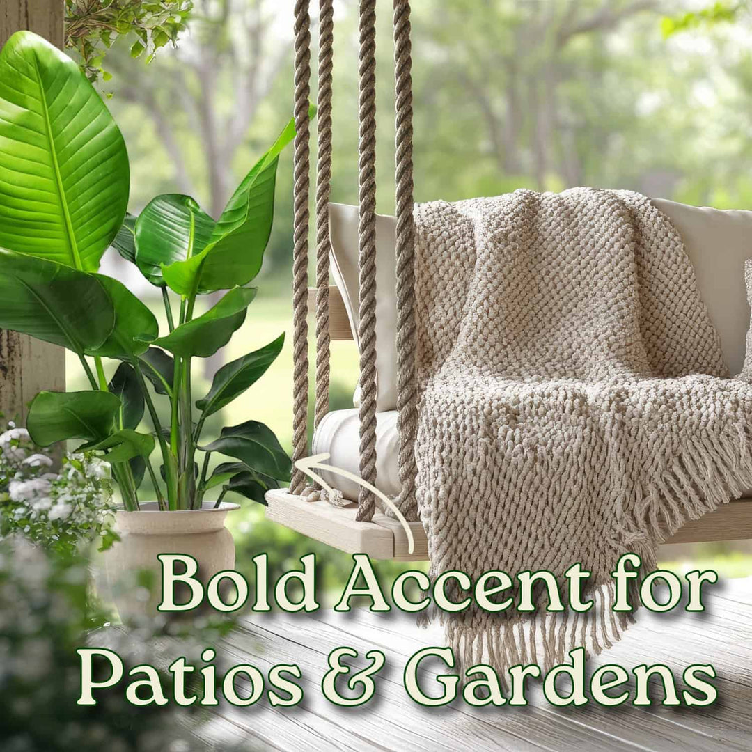 White Bird of Paradise