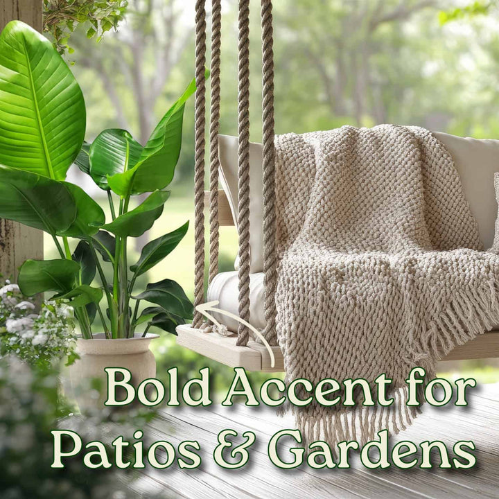 White Bird of Paradise