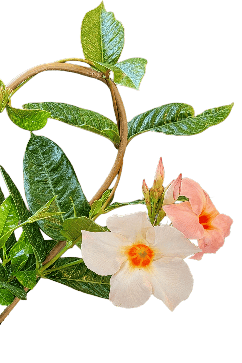 giant hanging plant Giant Peach Mandevilla Hanging Basket for Sale