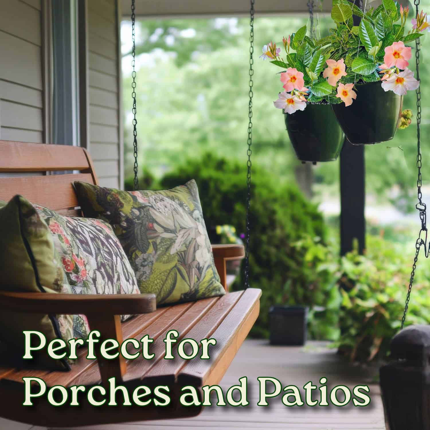 Giant Peach Mandevilla Hanging Basket for Sale | Rare Blooms